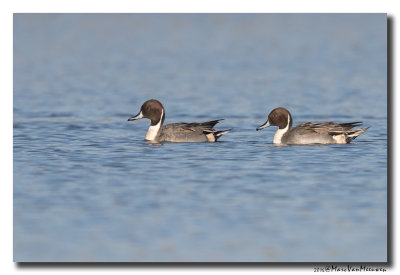 Pijlstaart - Northern Pintail 2016