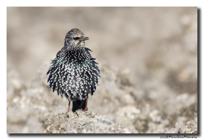Spreeuw - Starling 2016