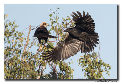 Zwarte Kraai - Carrion Crow 2016