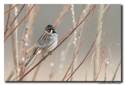Rietgors - Reed Bunting