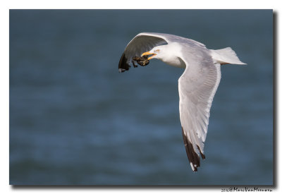 Zilvermeeuw - Herring Gull 2016