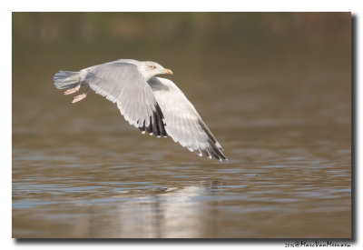 Zilvermeeuw - Herring Gull 2016