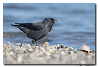 Kauw - Western Jackdaw 2016
