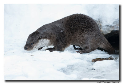 Otter2011