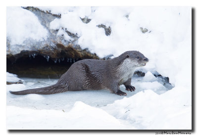 Otter2011