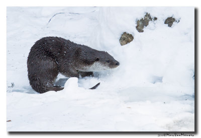 Otter2011