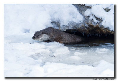 Otter2011