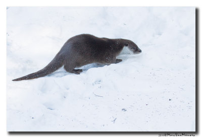 Otter2011
