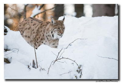 Lynx - Eurasian Lynx