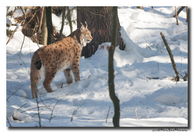 Lynx2011