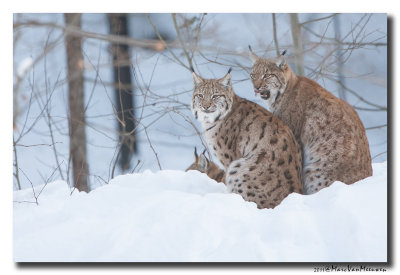 Lynx2011