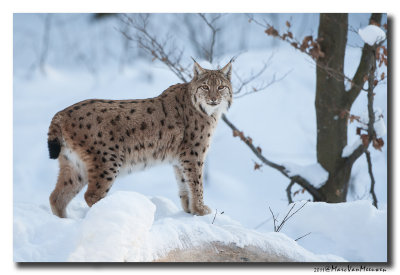 Lynx20110131_Bayerischer-Wald0245.jpg