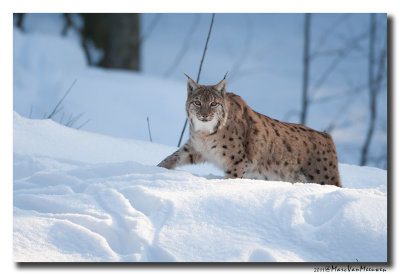 Lynx2011