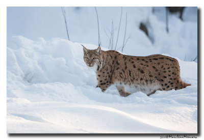 Lynx2011