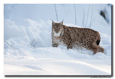 Lynx2011