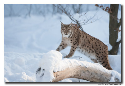 Lynx2011