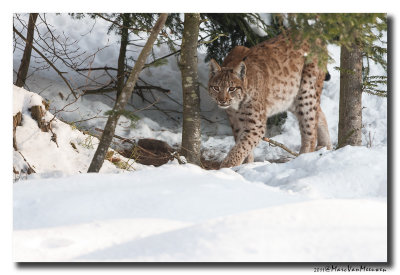 Lynx2011