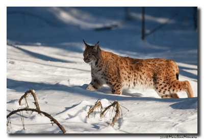 Lynx2011