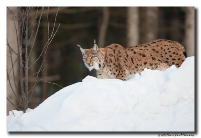 Lynx2011