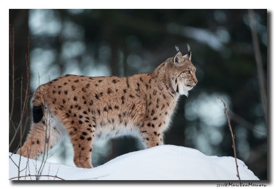 Lynx2011