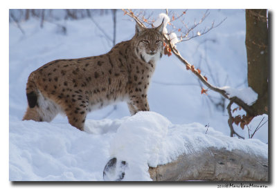 Lynx2011