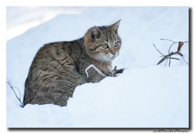 Wilde Kat - Wild Cat 