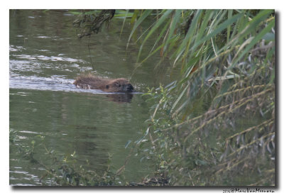 Bever - European Beaver 2016
