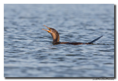 Aalscholver - Great Cormorant 2016