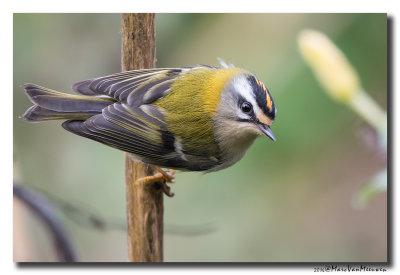 Vuurgoudhaan - Firecrest 20161108