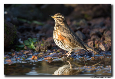 Koperwiek - Redwing 20161203