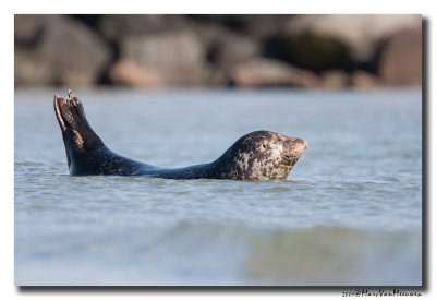 Gewone-Zeehond20090531