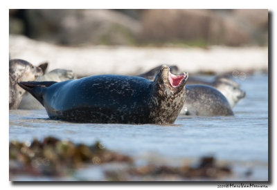 Gewone-Zeehond20090531