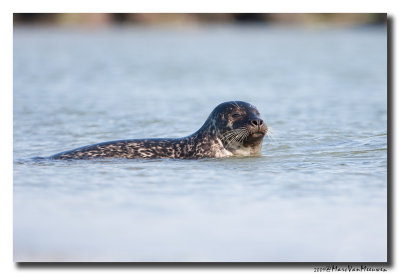Gewone-Zeehond20090531