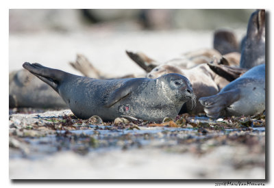 Gewone-Zeehond20090531