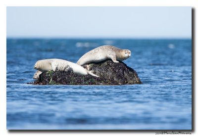 Gewone-Zeehond20090601