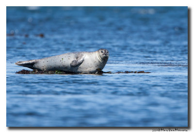 Gewone-Zeehond20090601