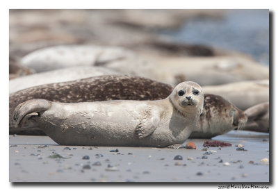 Gewone-Zeehond20090602