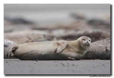 Gewone-Zeehond20090602