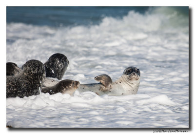 Gewone Zeehond