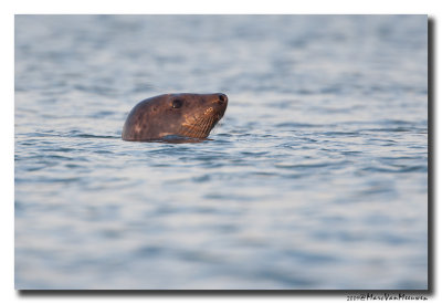 Grijze-Zeehond20090130