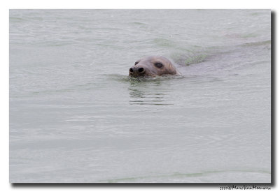 Grijze-Zeehond20110909