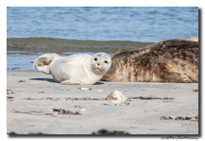 Grijze-Zeehond20111015