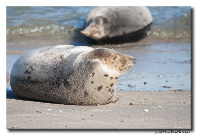 Grijze-Zeehond20111015