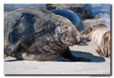 Grijze-Zeehond20111015