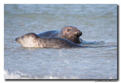 Grijze-Zeehond20111015