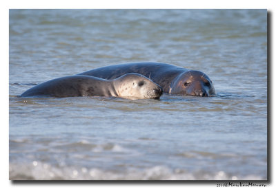 Grijze-Zeehond20111015