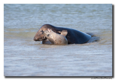 Grijze-Zeehond20111015