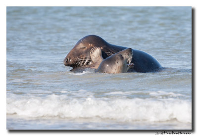 Grijze-Zeehond20111015