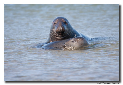 Grijze-Zeehond20111015
