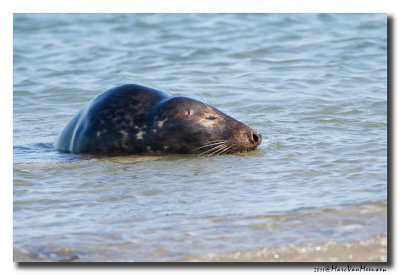 Grijze Zeehond